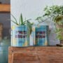 Grow Kit Spirits Bright Agave – Modern Sprouts